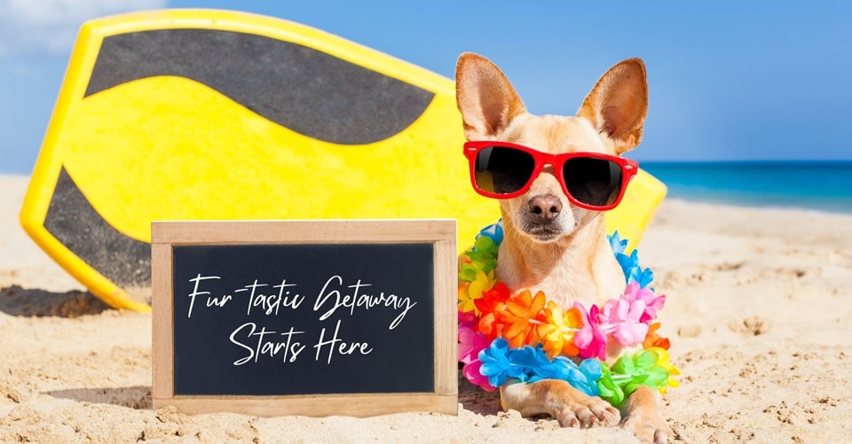The Pet Friendly Airbnb Checklist: What Every Host Needs to Attract Traveling Pet Owners