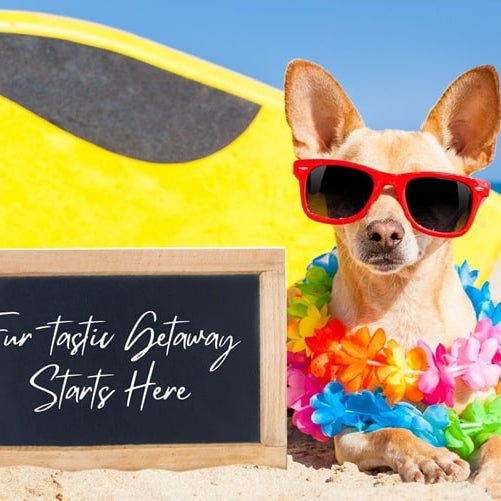 The Pet Friendly Airbnb Checklist: What Every Host Needs to Attract Traveling Pet Owners
